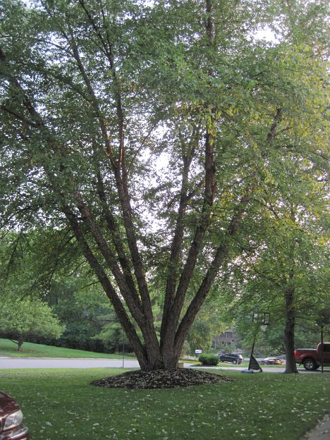 002-river birch tree.jpg